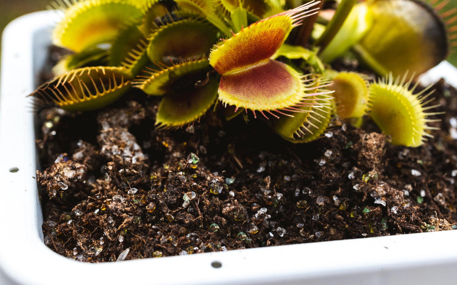 How To Make The Best Venus Fly Trap Soil Mix – Carnivorous Plants