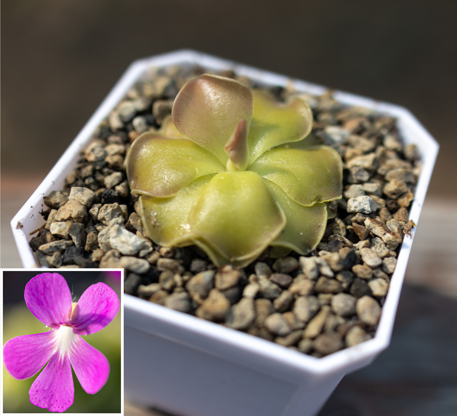 succulent carnivorous plant Pinguicula 'Sethos' Mexican Butterwort – Carnivorous Plants Hub Store