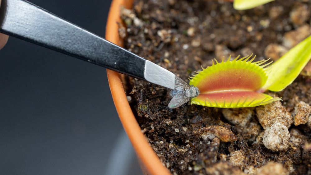 feed a venus flytrap dead bugs