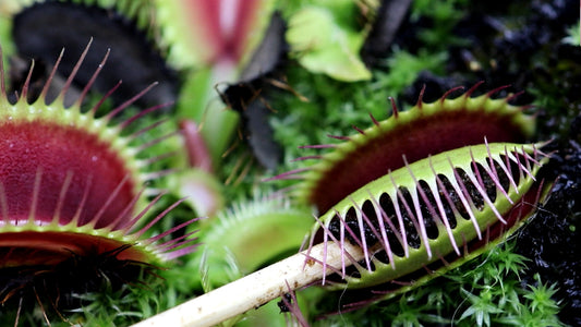 feeding venus flytraps bloodworms