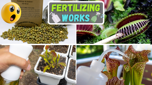 how to fertilize carnivorous plants