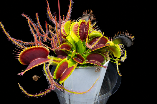 venus flytrap care