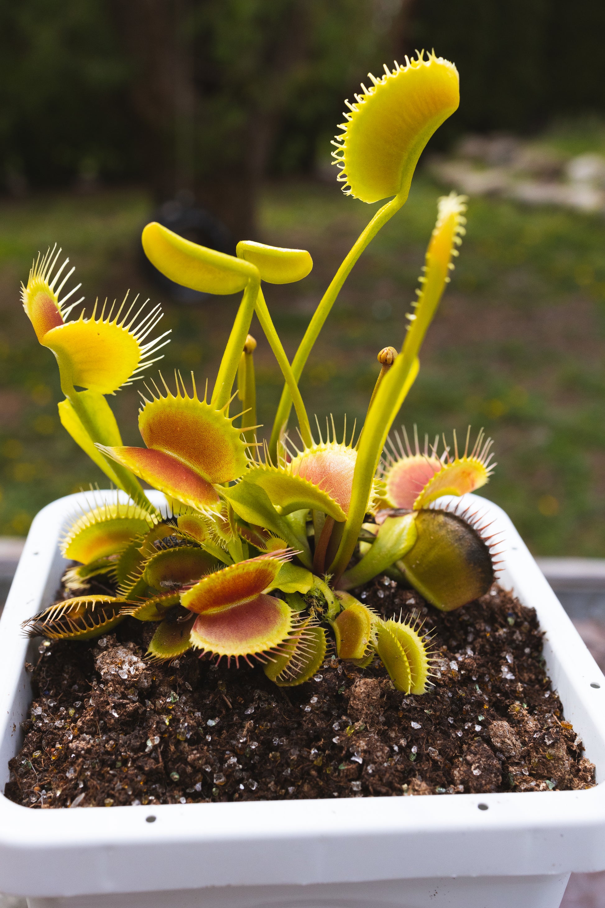 potting mix for pitcher plants Premium Venus Flytrap Soil Mix
