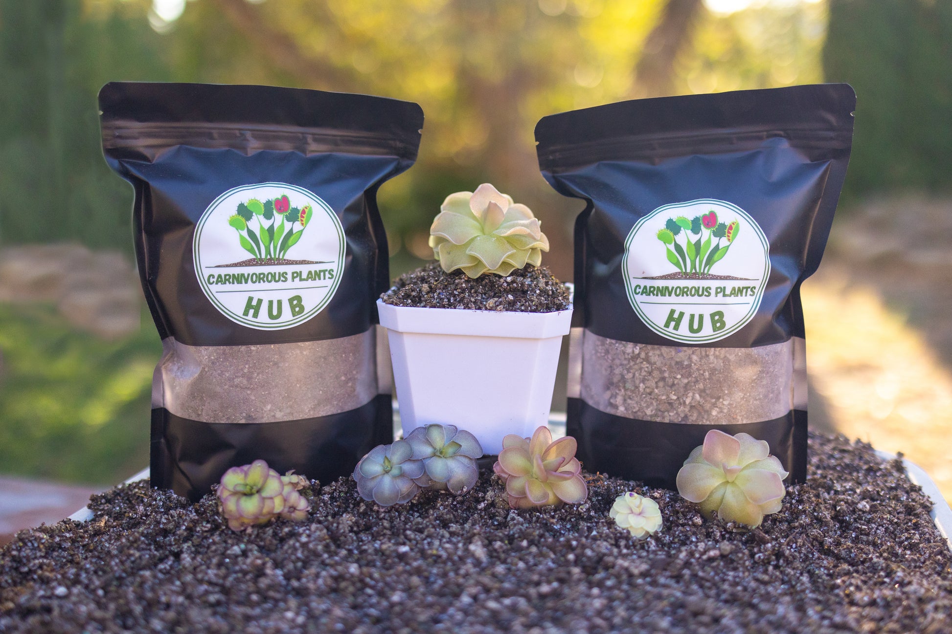 pinguicula potting mix Pinguicula Repotting Kit Premium Soil Mix & Planter