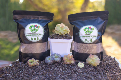 succulent repotting kit Pinguicula Repotting Kit Premium Soil Mix & Planter