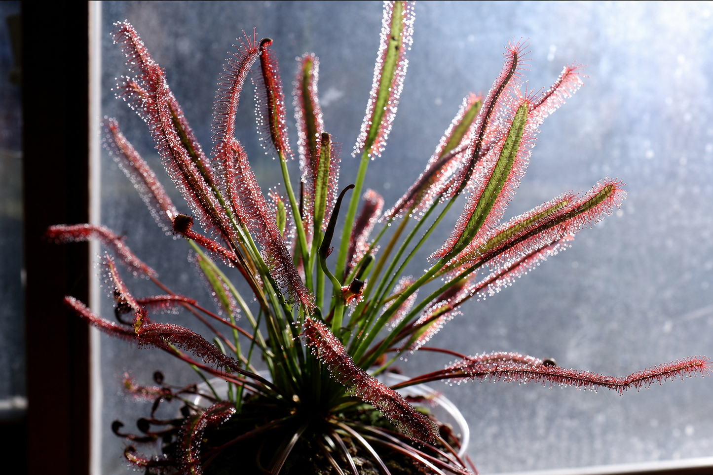 Cape Sundew (Drosera Capensis)