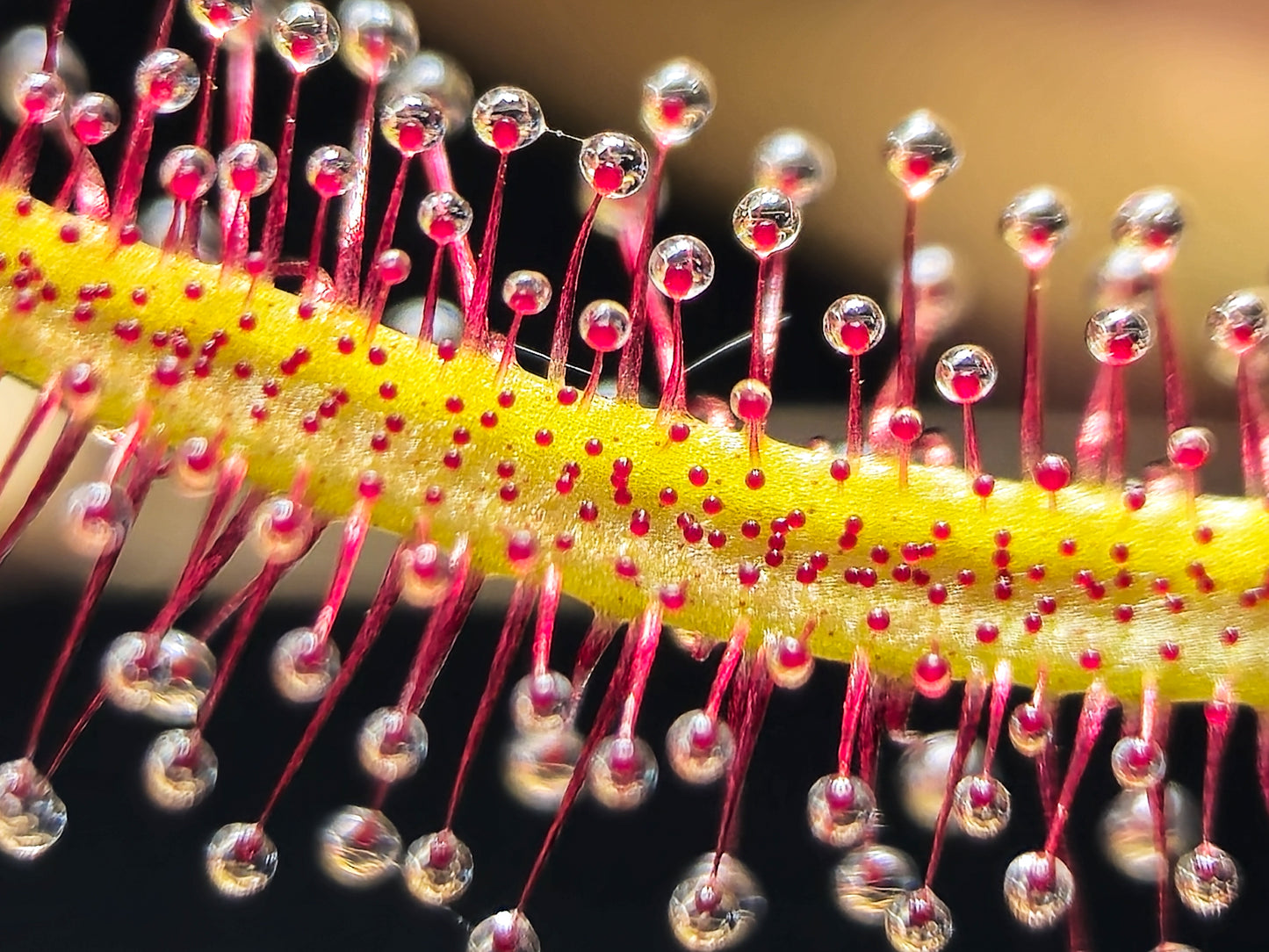 Cape Sundew (Drosera Capensis)
