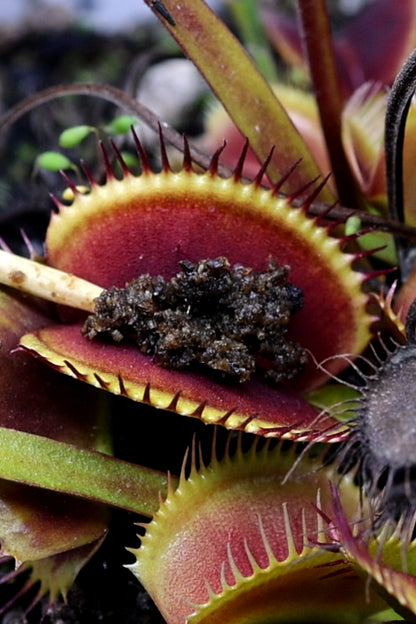 bloodworms for a venus flytrap