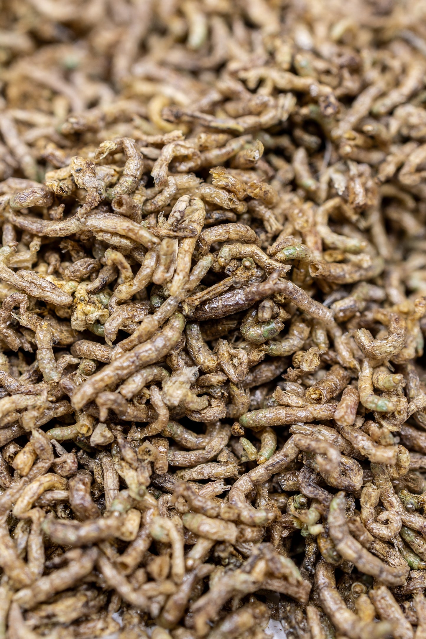 bloodworms for venus flytraps