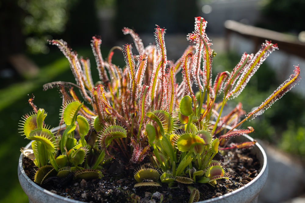 Cape Sundew (Drosera Capensis)