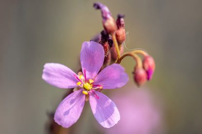 Cape Sundew (Drosera Capensis)