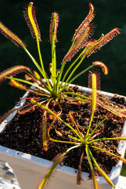 Cape Sundew (Drosera Capensis)