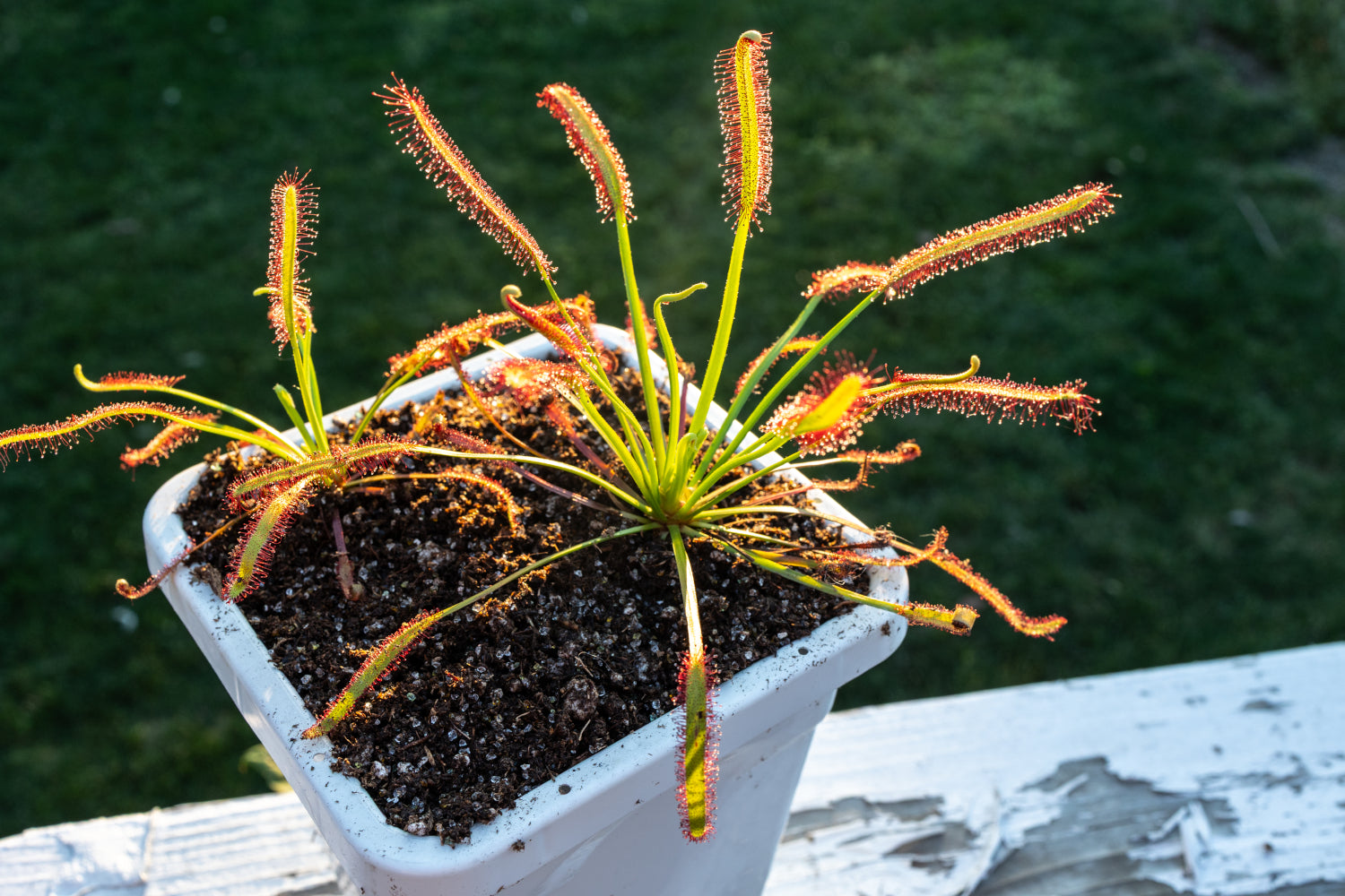 Premium Venus Flytrap Soil Mix - Sundews, Pitcher Plants & More