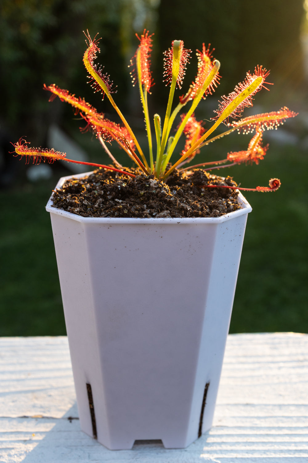 Cape Sundew (Drosera Capensis)