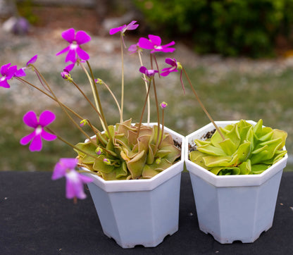 Pinguicula 'Sethos' Mexican Butterwort