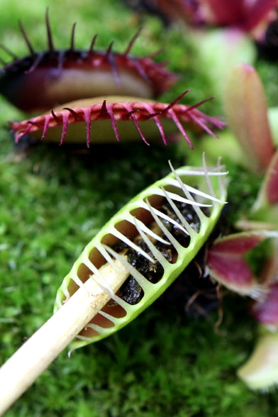 Venus Flytrap Bloodworm Feeding Kit + Other Carnivorous Plants