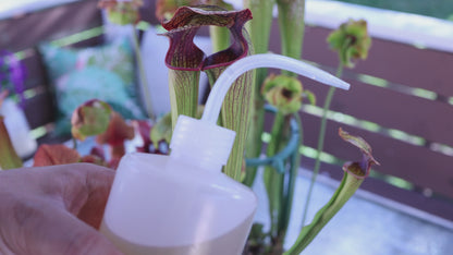 Carnivorous Plant Fertilizer Spray Bottle (16 oz) | Maxsea Mixing Bottle for Sarracenia & Pitcher Plants