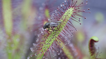 Cape Sundew (Drosera Capensis)