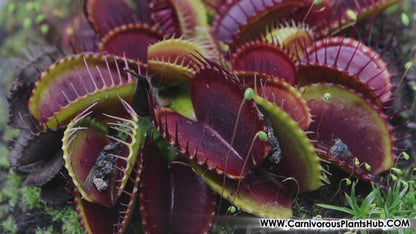 Venus Flytrap Bloodworm Feeding Kit + Other Carnivorous Plants
