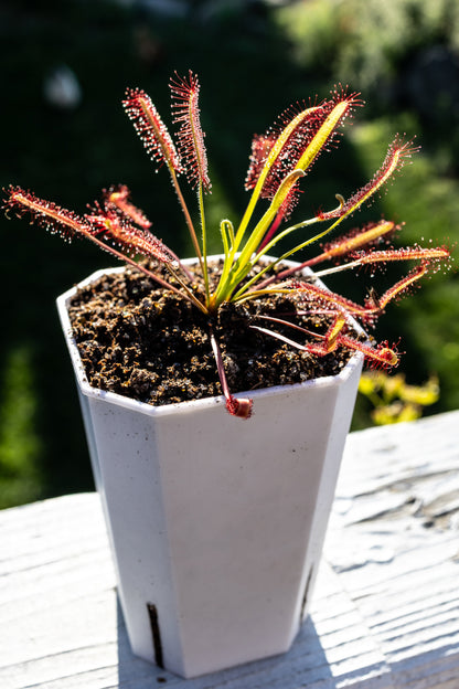 Cape Sundew (Drosera Capensis)
