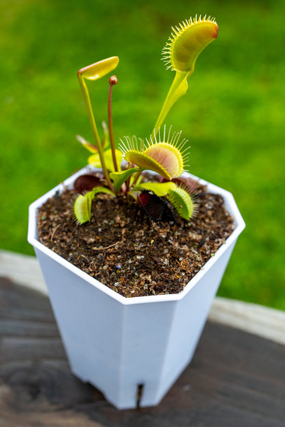 white plastic pots for indoor plants Pots & Planters For Young Carnivorous Plants White Plastic