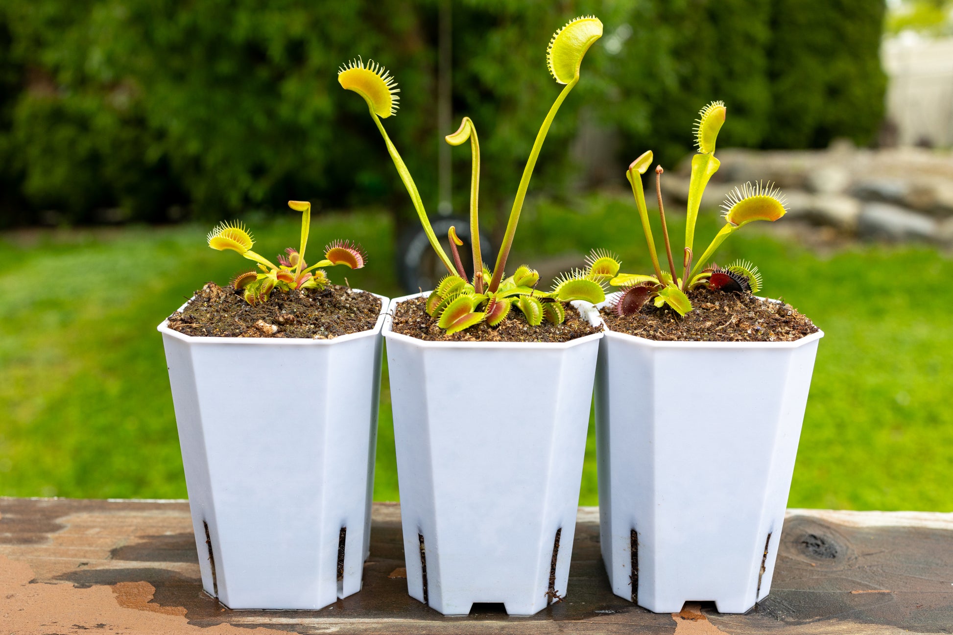 pot for carnivorous plants Pots & Planters For Young Carnivorous Plants White Plastic