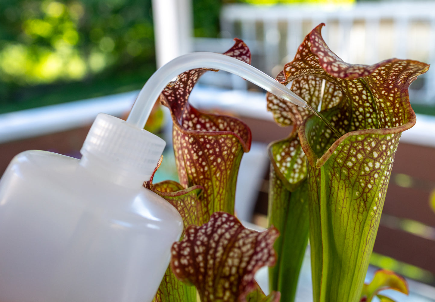 Carnivorous Plant Fertilizer Spray Bottle (16 oz) | Maxsea Mixing Bottle for Sarracenia & Pitcher Plants