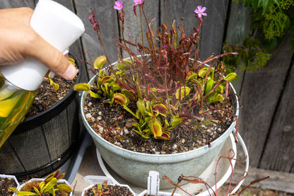 Carnivorous Plant Fertilizer Kit | Maxsea, Osmocote, Spray Bottle & Mister For Venus Flytrap & Sarracenia