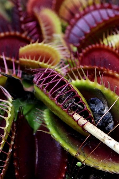 venus flytrap eating bloodworms