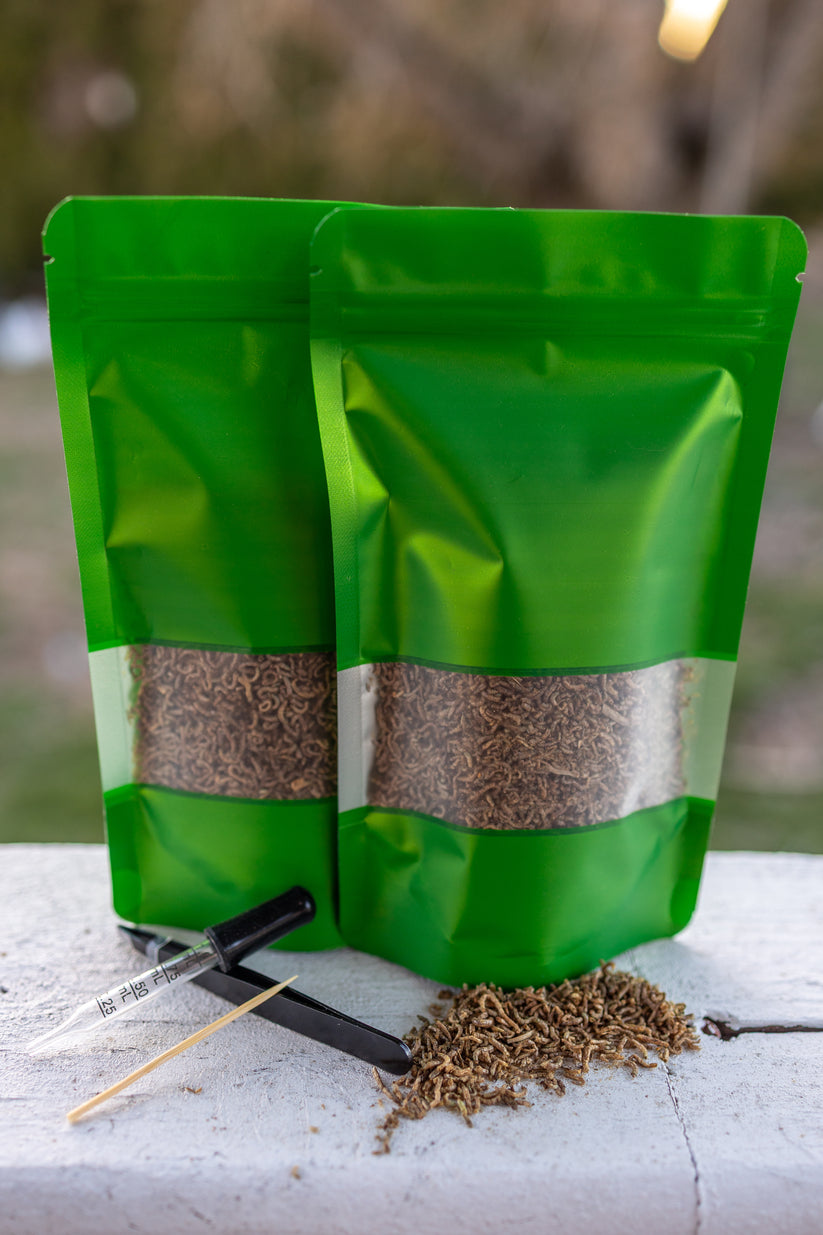 Bloodworm Feeding Kit For Flytraps, Sarrs & Sundews