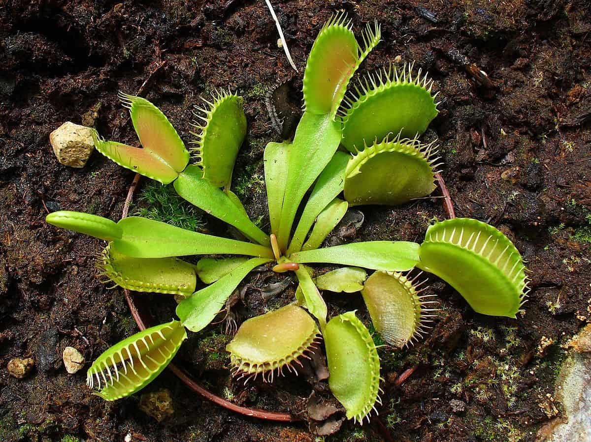 Dionaea Muscipula Mix Forms Venus Fly Trap Carnivorous Plant 10 Seeds *