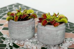 best pots and planters for carnivorous plants