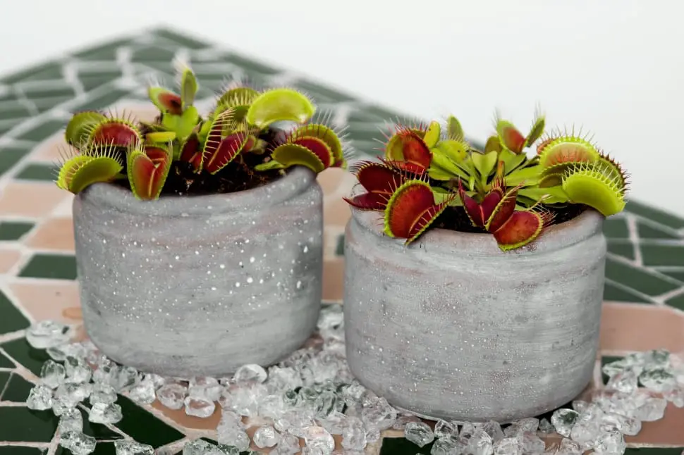 Premium Indoor Potted Fly Trap Plant 1 x Sarracenia Smoorii 20-30cm with Pot 