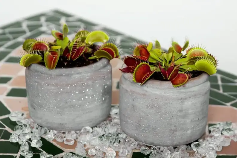 Best pots and planters for venus flytrap