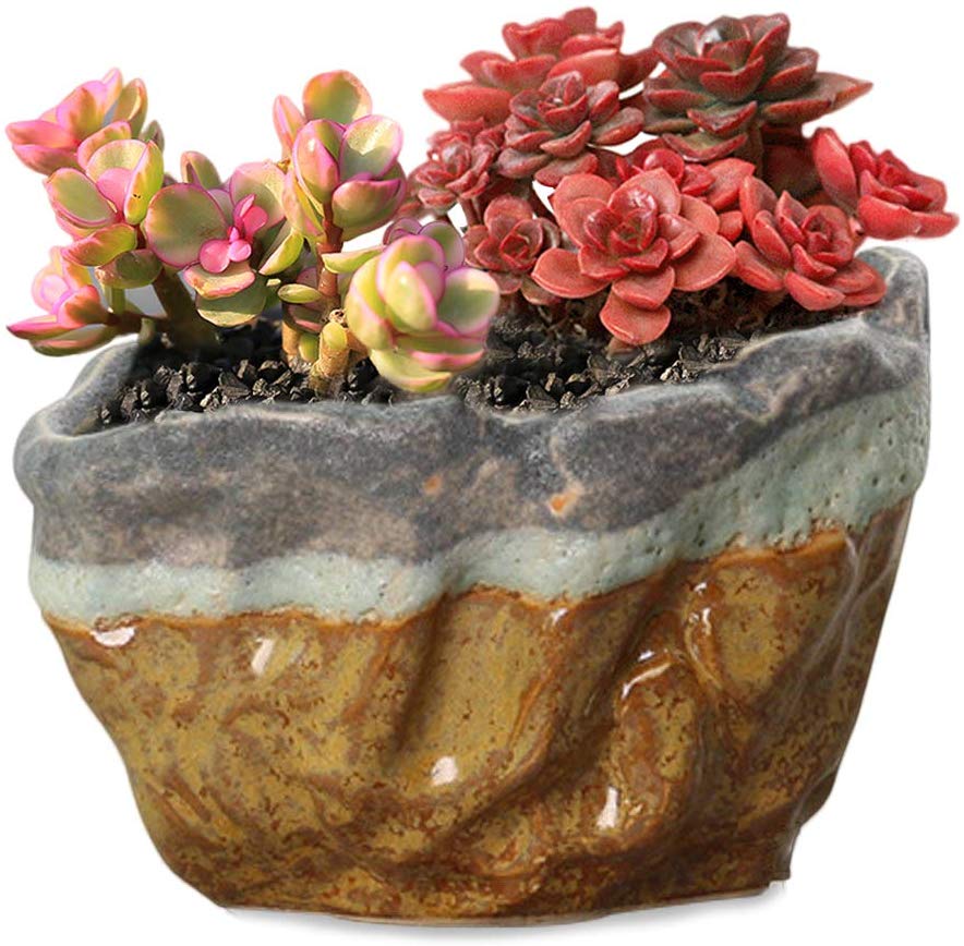 glazed ceramic planter for carnivorous plants