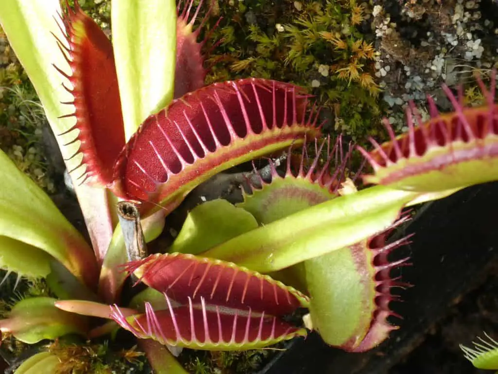 cool red and green venus flytrap
