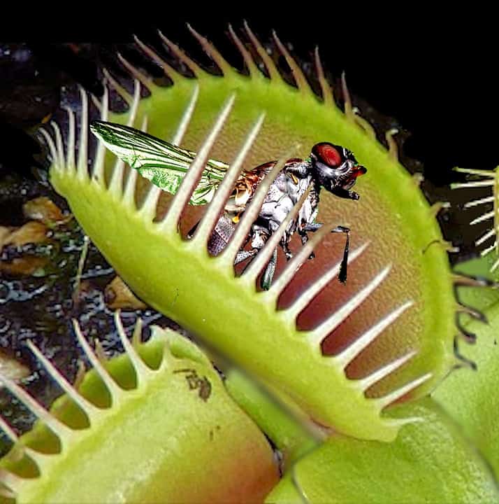 how does a venus flytrap digest its food
