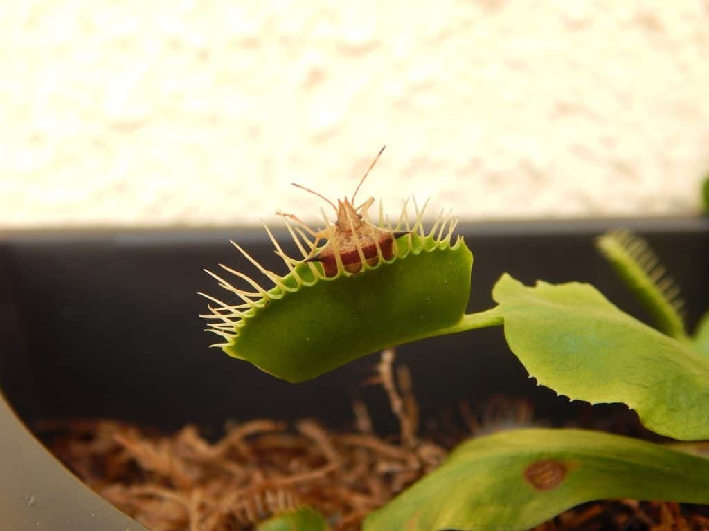 how does a venus flytrap eat
