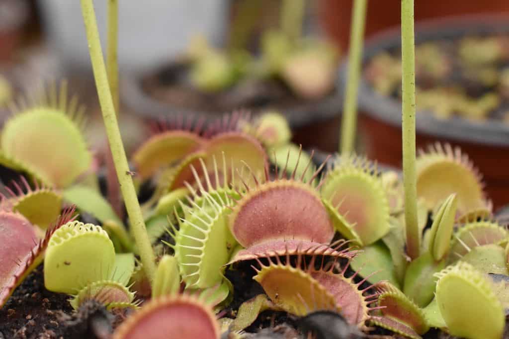 grow a venus flytrap from seed