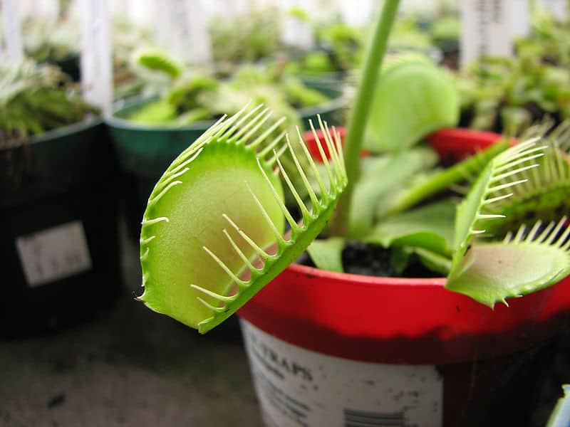 interesting facts about venus flytraps