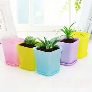 small plastic pots and tray for young plants