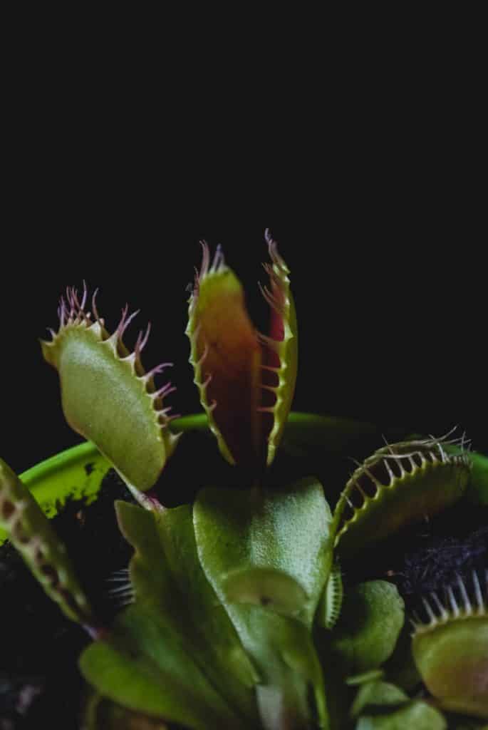 caring for a venus flytrap