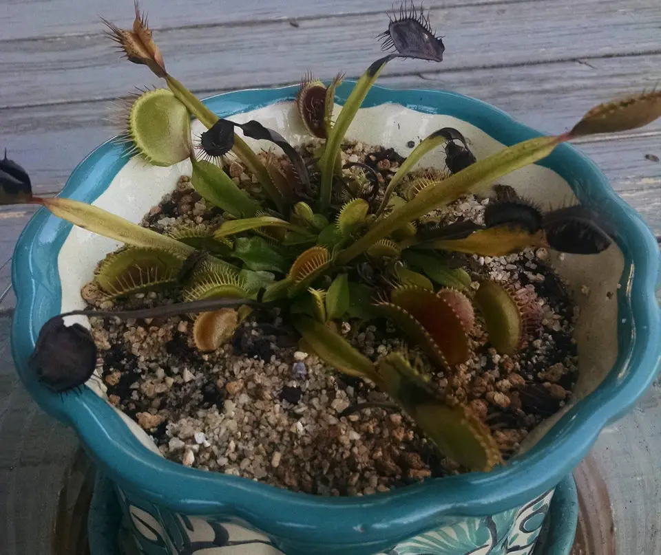 venus flytrap dormancy