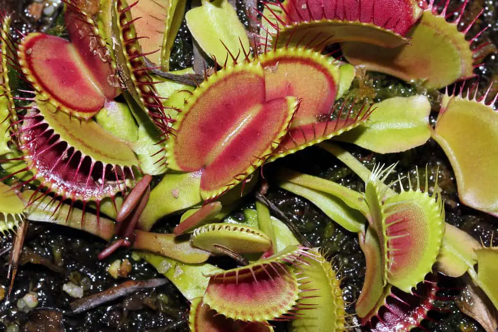 venus flytrap facts
