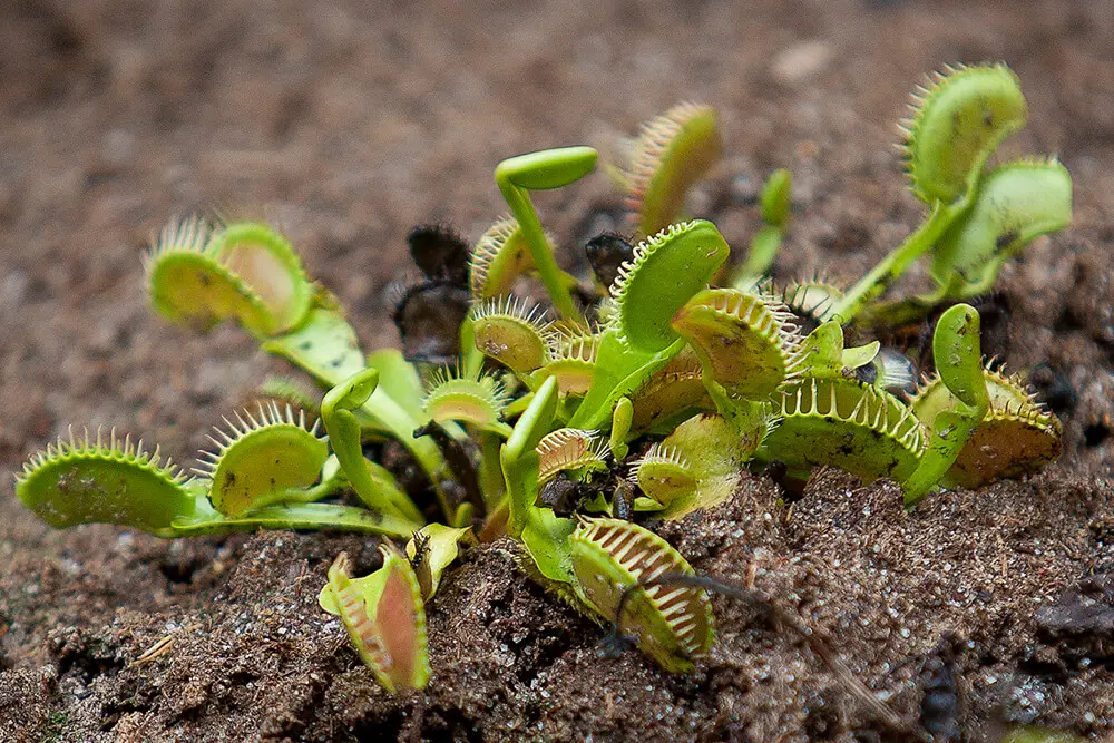venus flytrap in soil