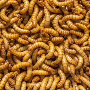 feed venus flytrap live mealworms