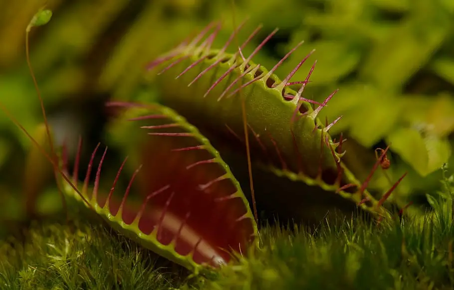 how often to water a venus fly trap