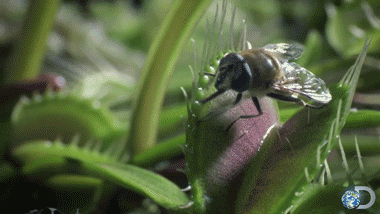 caring for a venus fly trap