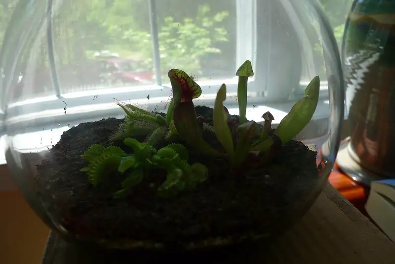 pitcher plant and venus flytrap terrarium