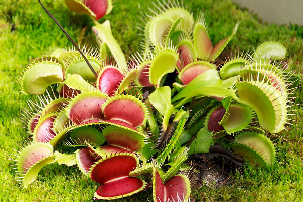 Ultimate Venus Fly Trap Care Guide: Caring For Venus Flytraps